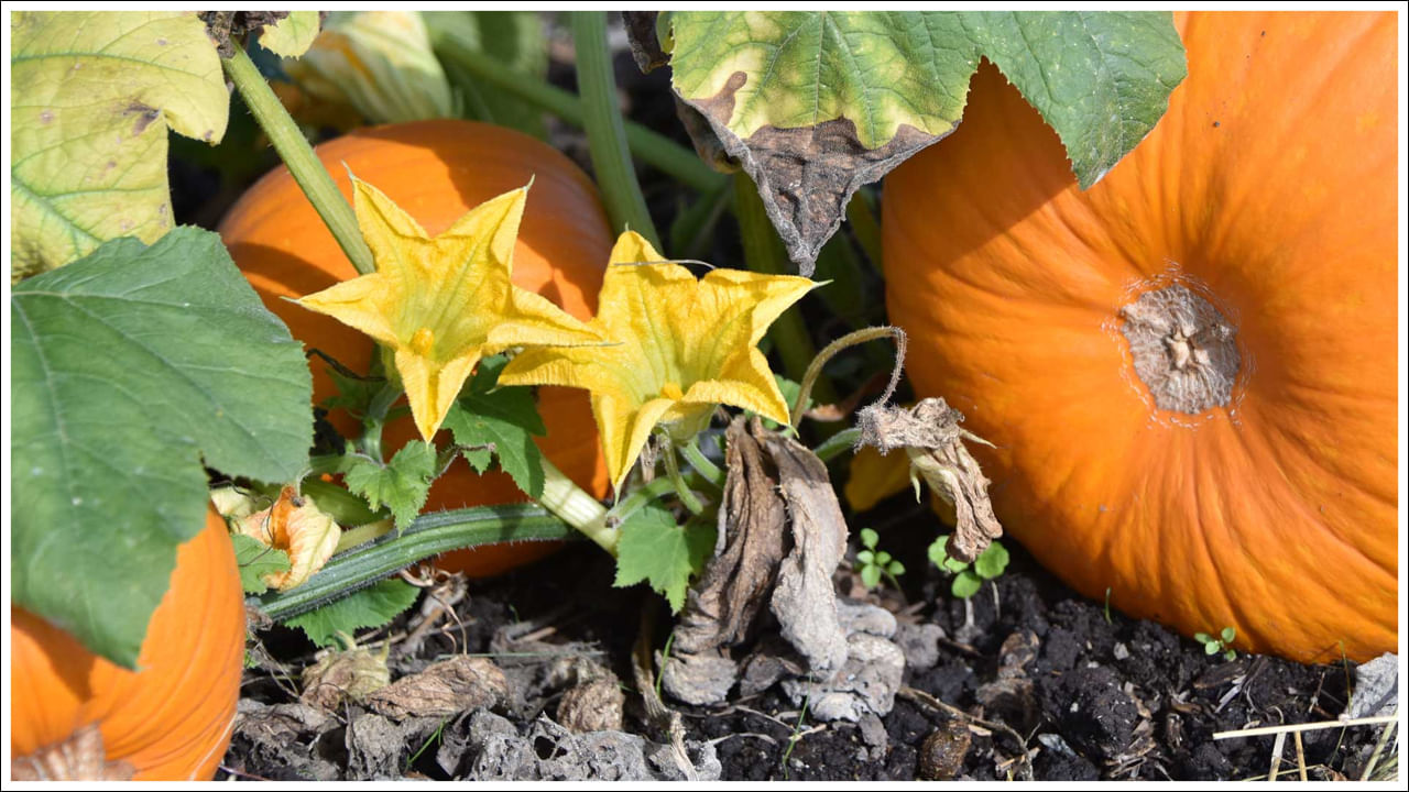 Pumpkin Flowers