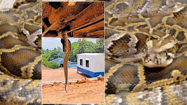 Viral: జాలీ రైడ్ వేయాలనిపించిందేమో.. కంటైనర్లో ఏకంగా 64 కి.మీ ప్రయాణం..