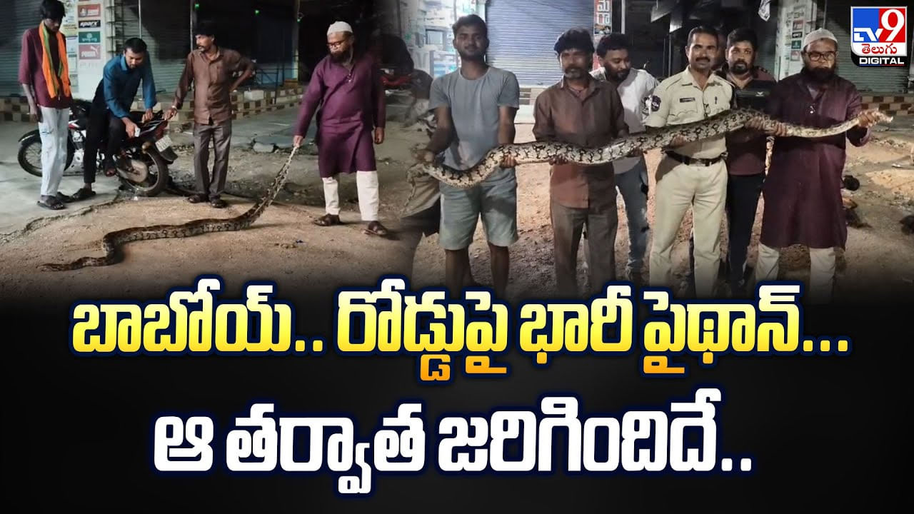 బాబోయ్.. రోడ్డుపై భారీ పైథాన్... ఆ తర్వాత జరిగిందిదే
