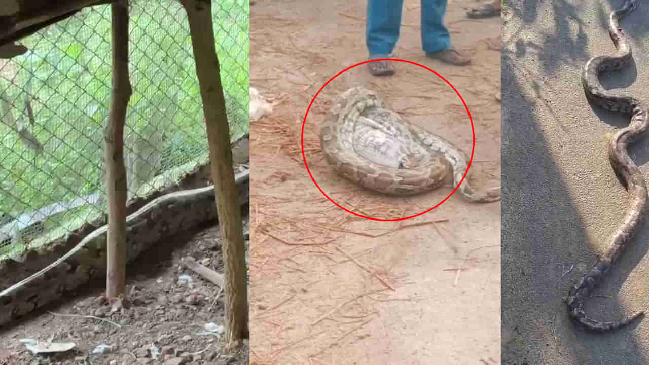 Andhra: ఒక్కసారిగా అరుపులు మొదలెట్టిన ఫారం కోళ్లు.. యజమాని ఏంటా అని వెళ్లి చూడగా..