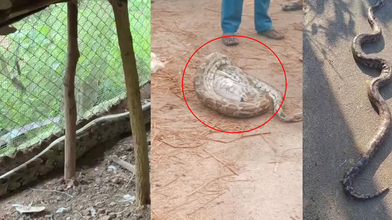 Andhra: ఒక్కసారిగా అరుపులు మొదలెట్టిన ఫారం కోళ్లు.. యజమాని ఏంటా అని వెళ్లి చూడగా..