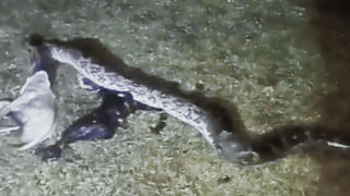 Watch Video: రేయ్, రేయ్ అవేం పిచ్చి పనులు రా.. ఈ పిల్లలు చూడండి ఏం చేస్తున్నారో..