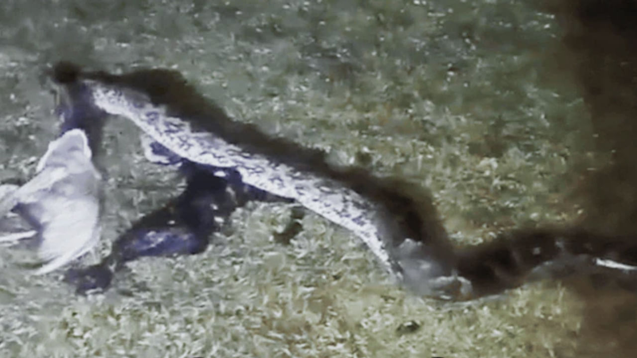 Viral: వామ్మో.. 10 అడుగులు ఉంది.. పట్టి వదులుతుండగా.. ఏం కక్కిందో తెల్సా..?