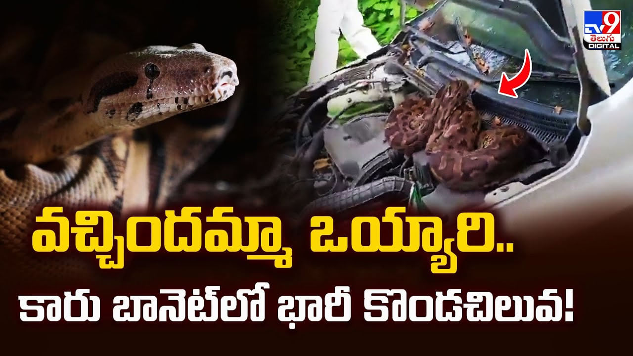 వచ్చిందమ్మా వయ్యారి.. కారు బానెట్‌లో భారీ కొండచిలువ