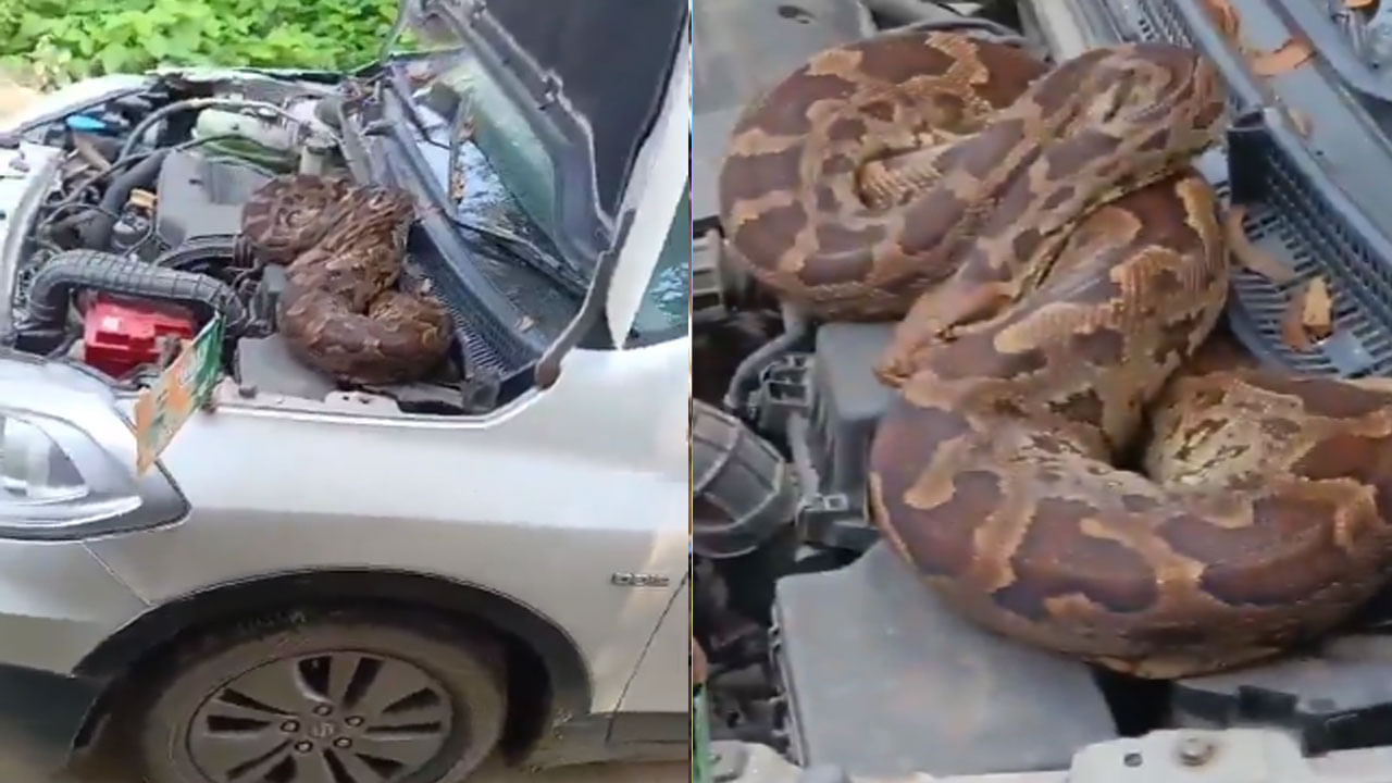 Viral Video: వచ్చిందమ్మ వయ్యారి.. ఏమీ ఎర్గనట్లు ఎట్లా బజ్జుందో సూడుర్రి... వానాకాలం బయట కారు పార్క్ చేసేటోళ్లు జర జాగ్రత్త!