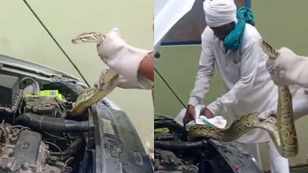 Viral Video: వామ్మో ఎంత పెద్దదో.. కారు ఇంజన్లో వెచ్చగా బజ్జుంది... ఏవో సౌండ్స్ వస్తున్నాయని బ్యానెట్ ఓపెన్ చేసిన ఓనర్ షాక్