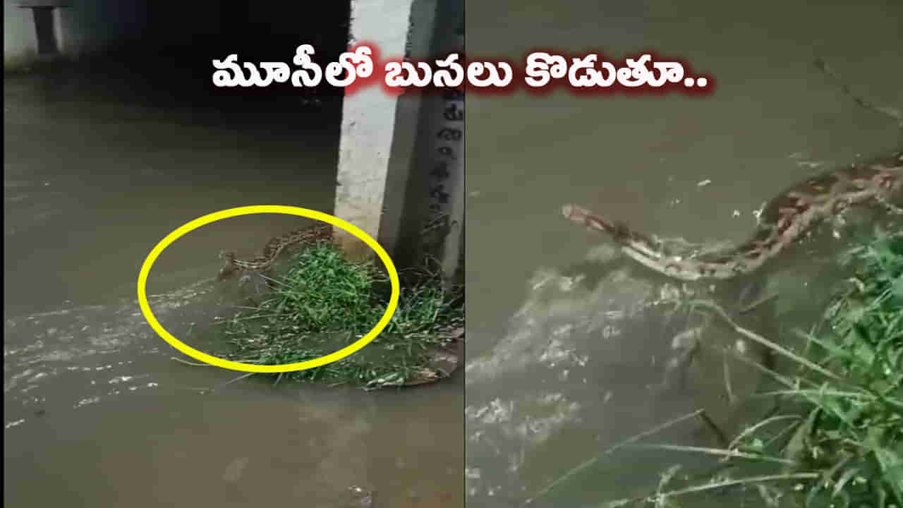 మూసీలో బుసలు కొడుతూ బయటకు వచ్చిన కొండచిలువ. భయంతో జనం పరుగులు.. వీడియో వైరల్