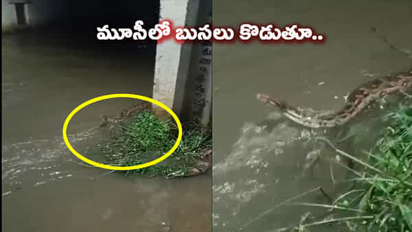 మూసీలో బుసలు కొడుతూ బయటకు వచ్చిన కొండచిలువ. భయంతో జనం పరుగులు.. వీడియో వైరల్