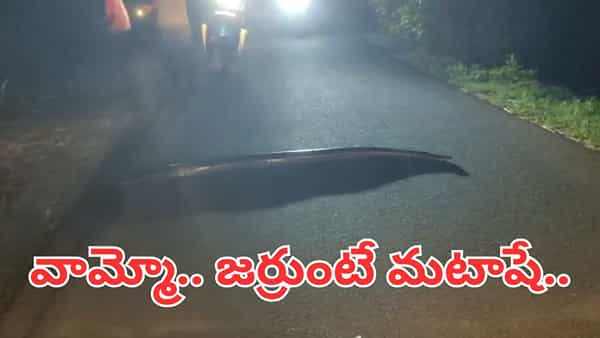 Viral Video: కొండ చిలువ తిరగబడితే ఎలా ఉంటుందో చూశారా..? ధైర్యముంటేనే వీడియో చూడండి..