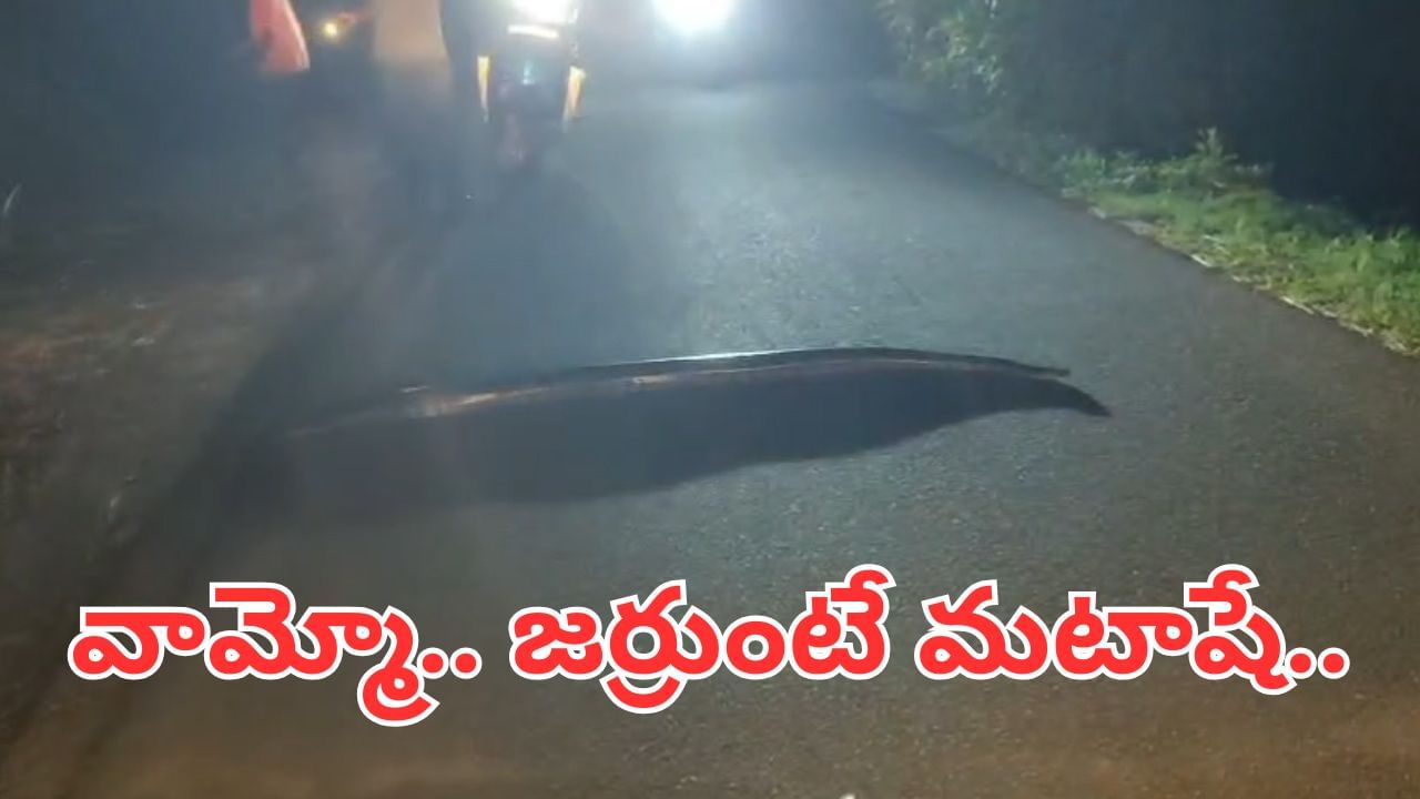 Viral Video: కొండ చిలువ తిరగబడితే ఎలా ఉంటుందో చూశారా..? ధైర్యముంటేనే వీడియో చూడండి..