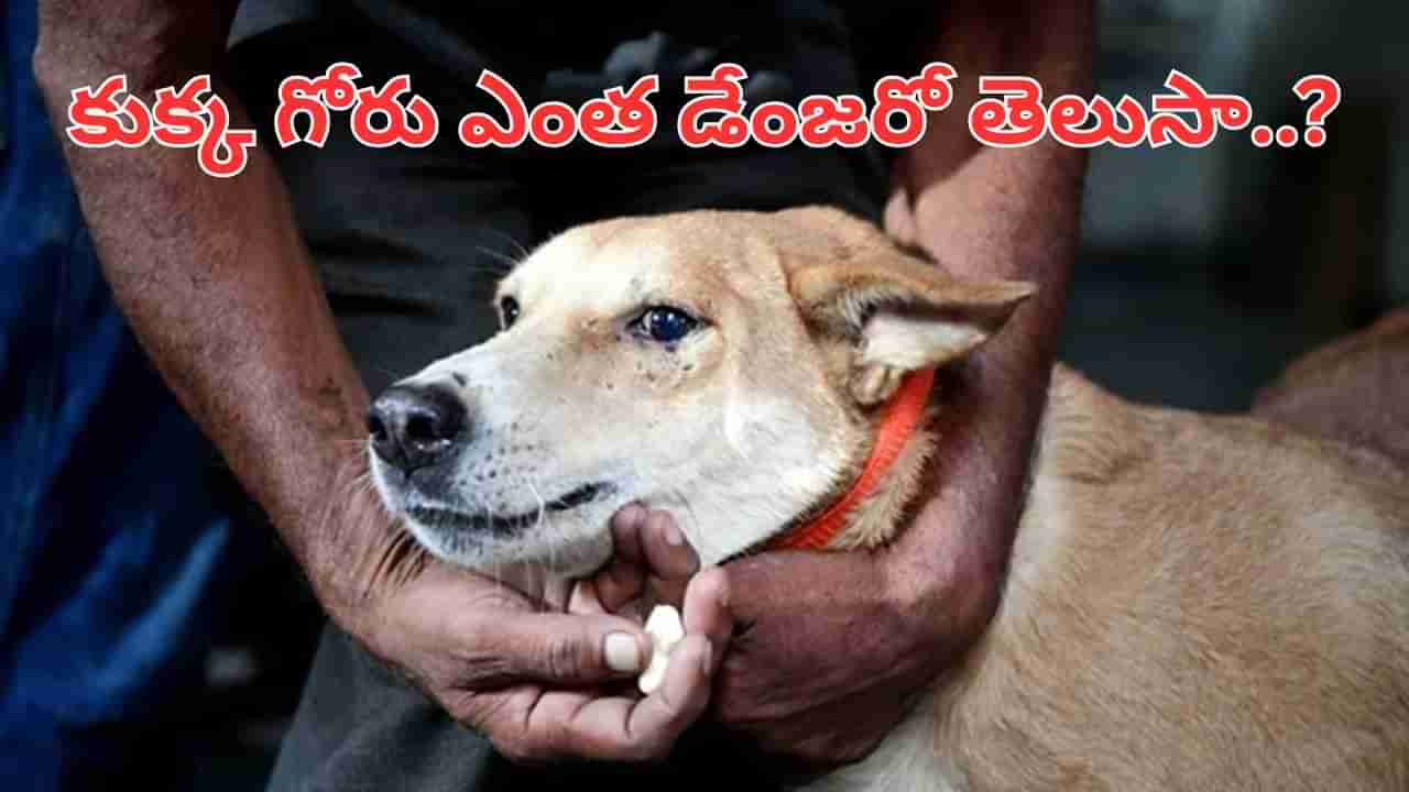 కుక్క గోర్లతో జాగ్రత్త.. గీసుకున్నా, గుచ్చుకున్నా డేంజరే..