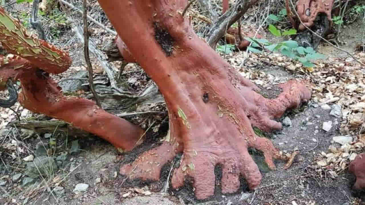 Sandalwood: ఆ చెట్టును రూ. కోటి పెట్టి కొన్న రైల్వే.. అసలు నిజం తెలిసి దిమ్మదిరిగే షాక్