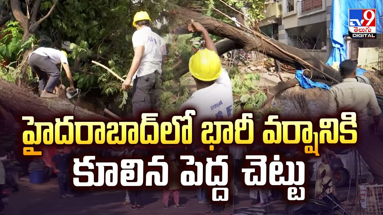 హైదరాబాద్‌ లో భారీ వర్షానికి కూలిన పెద్ద చెట్టు వీడియో