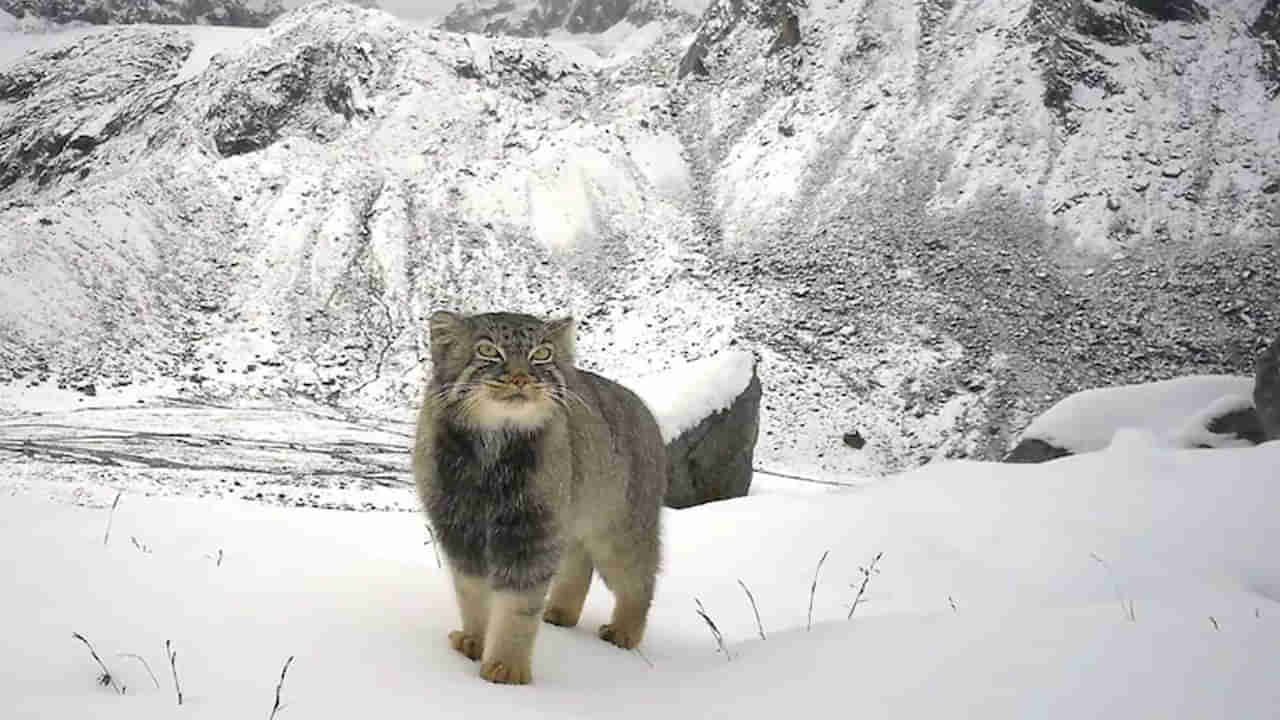 అరుణాచల్ లో కనిపించిన అరుదైన పిల్లి..! భారతదేశంలో తొలిసారిగా.. నెట్టింట ఫోటోలు వైరల్‌..