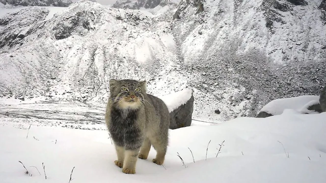 అరుణాచల్ లో కనిపించిన అరుదైన పిల్లి..! భారతదేశంలో తొలిసారిగా.. నెట్టింట ఫోటోలు వైరల్‌..