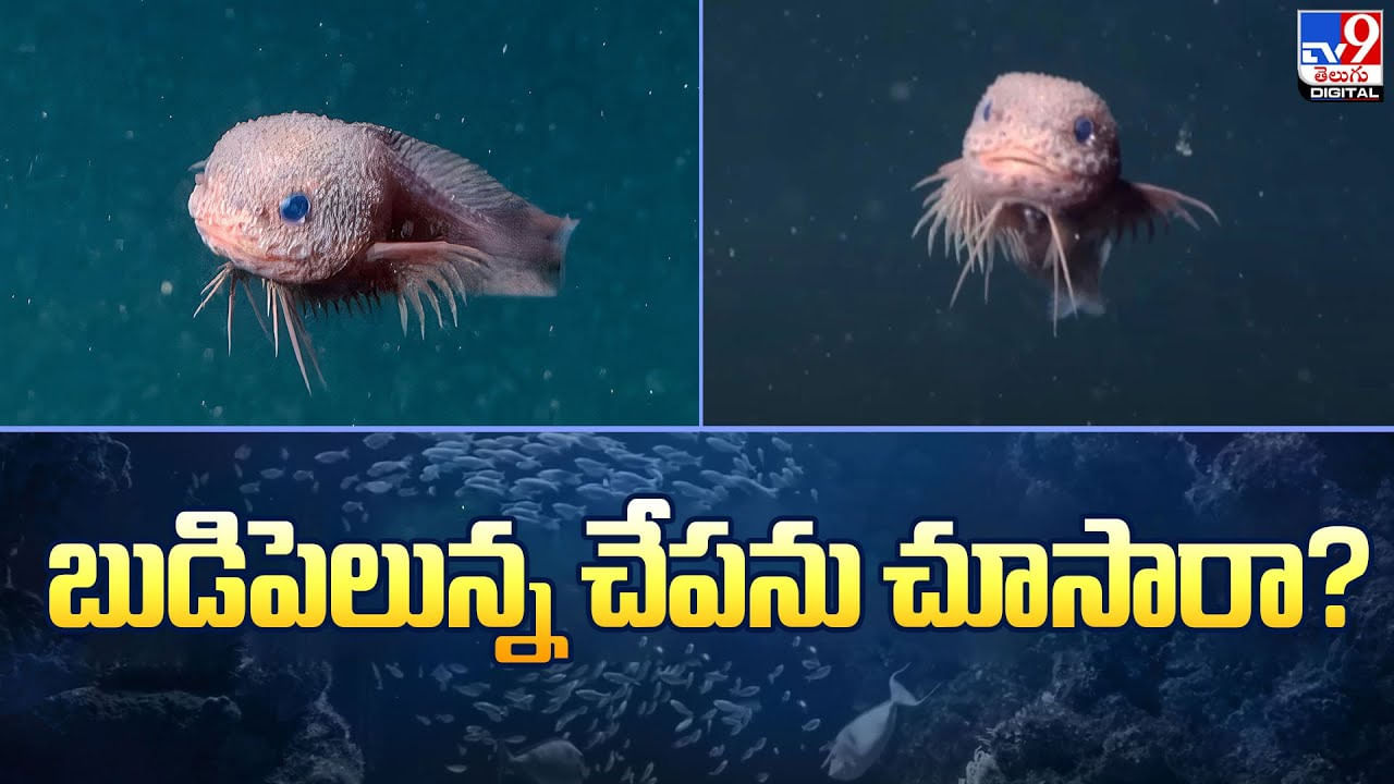 బుడిపెలున్న చేపను చూసారా