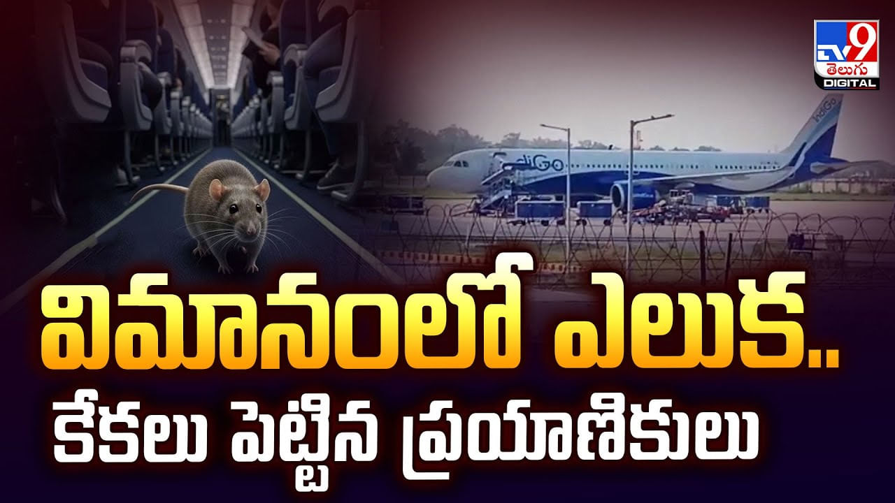 విమానంలో ఎలుక.. కేకలు పెట్టిన ప్రయాణికులు