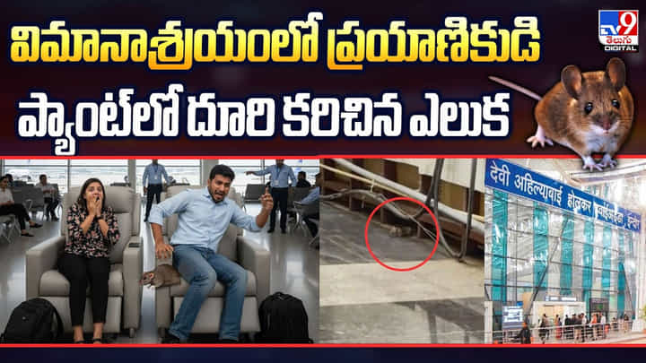 విమానాశ్రయంలో ప్రయాణికుడి ప్యాంట్లో దూరి కరిచిన ఎలుక విమానాశ్రయంలో ప్రయాణికుడి ప్యాంట్లో దూరి కరిచిన ఎలుక