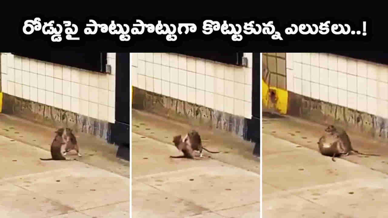 Viral Video: నడిరోడ్డుపై రెచ్చిపోయి పొట్టుపొట్టుగా కొట్టుకున్న మూషికాలు.. చూస్తే నవ్వు ఆగదు..!