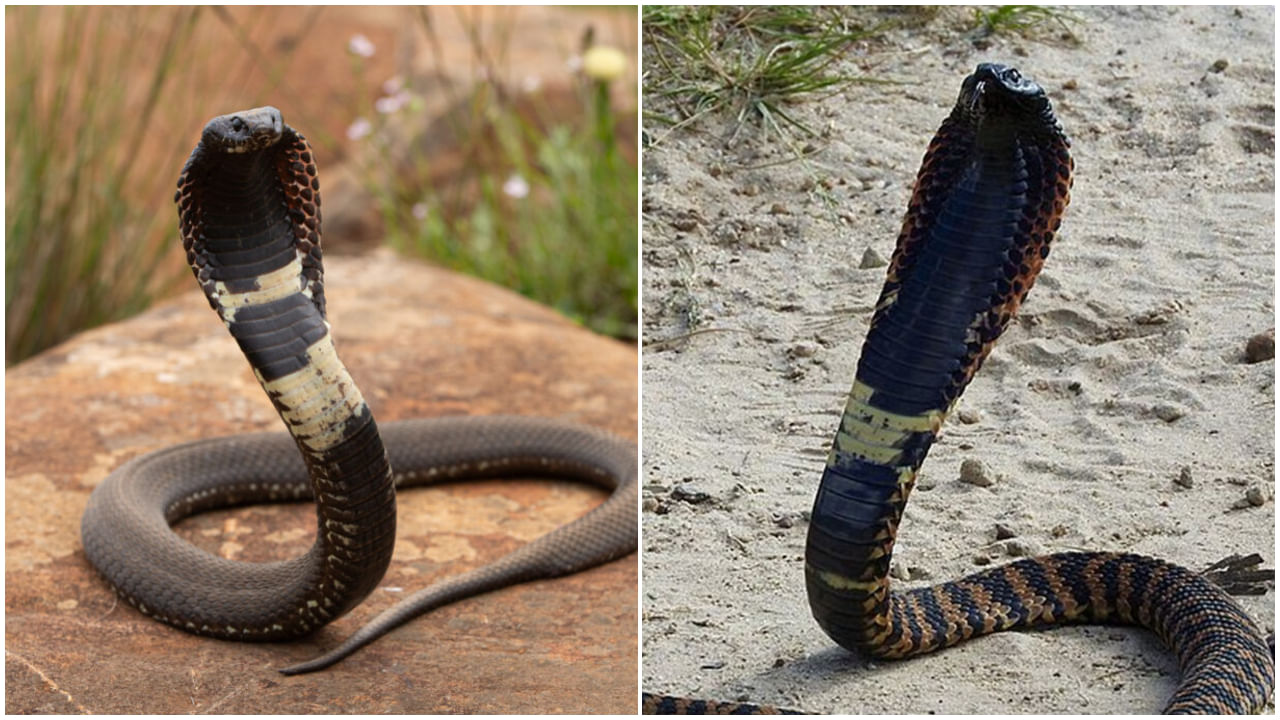 Snake: పాముల్లో ఇదో మహానటి.. చనిపోయిందనుకుని దగ్గరకెళ్తే ప్రాణాలు గల్లంతే..