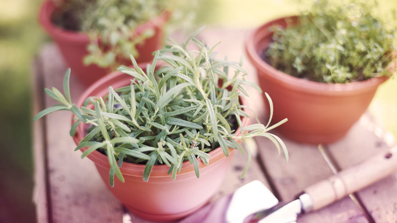 Rosemary Plant