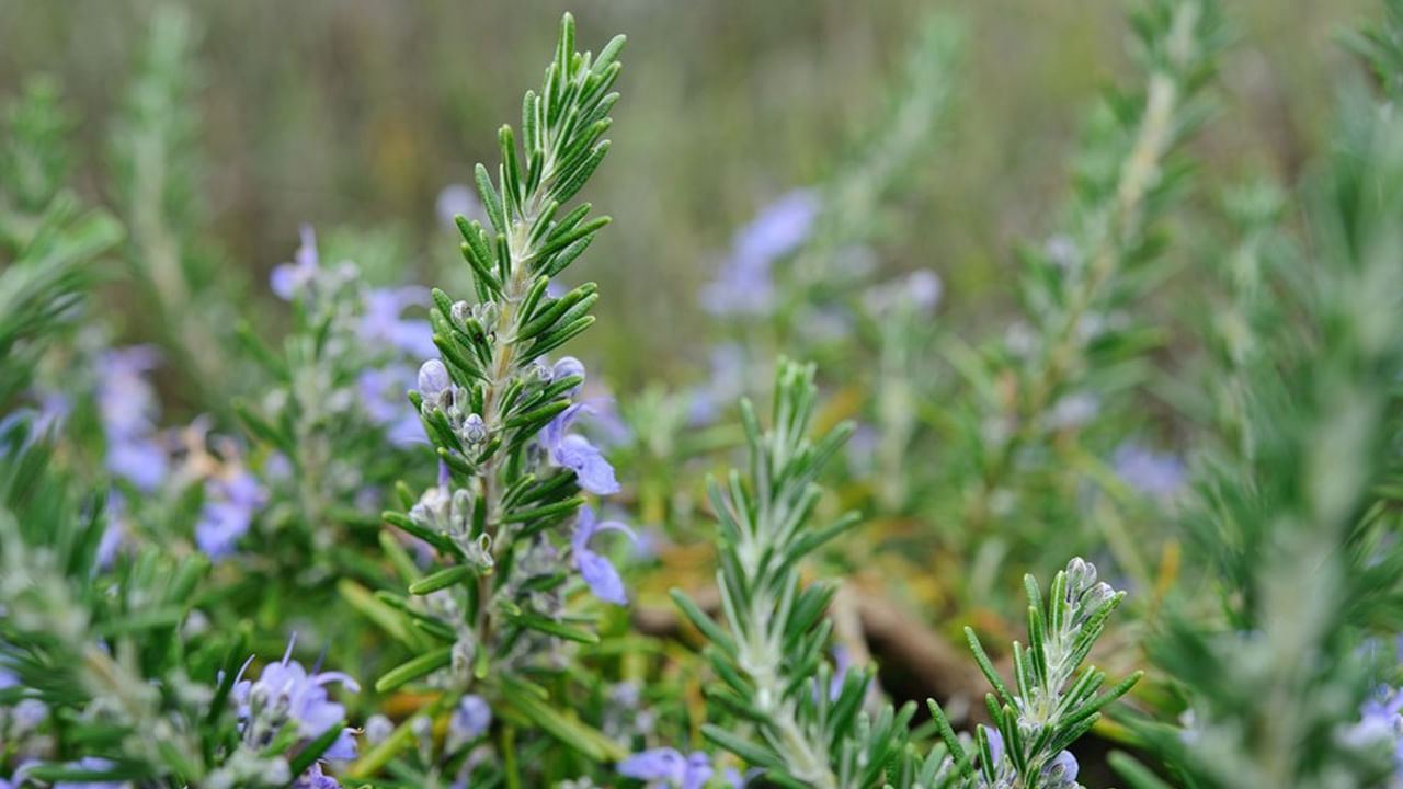 Rosemary