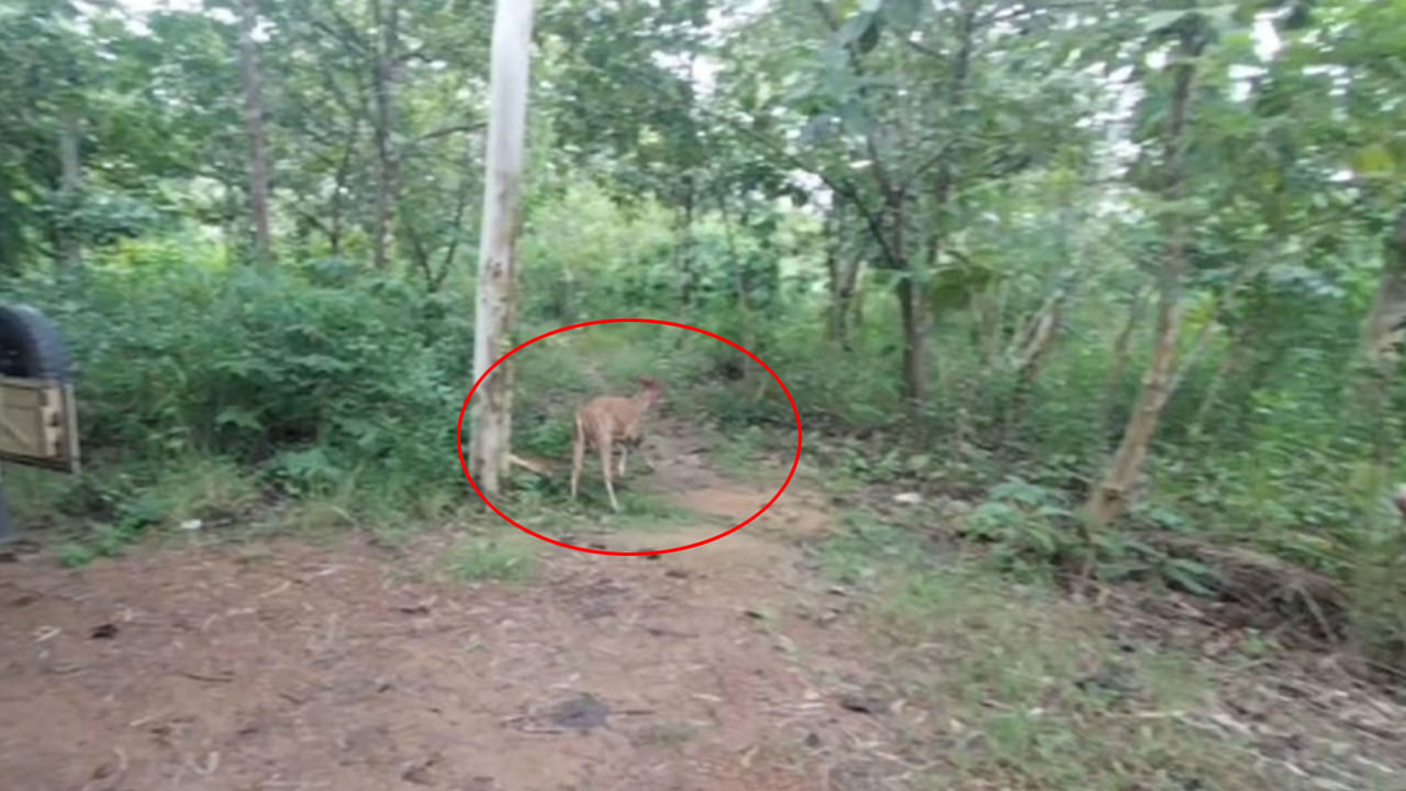 Sathupalli: దారి తప్పి జనావాసాల్లోకి దుప్పి.. ఏం చేయాలో తెలీక బిత్తరచూపులు.. పాపం