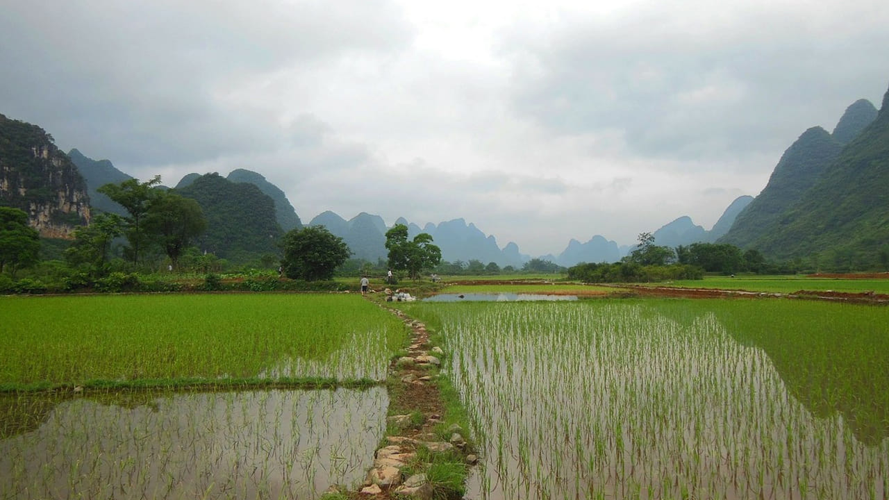 ప్రపంచ ఆకలిని తీర్చడానికి కొత్త ఆవిష్కరణ.. ఉప్పు నీటిలో కూడా పండే వరి..! రైతులు ఇక ధనవంతులే..!!