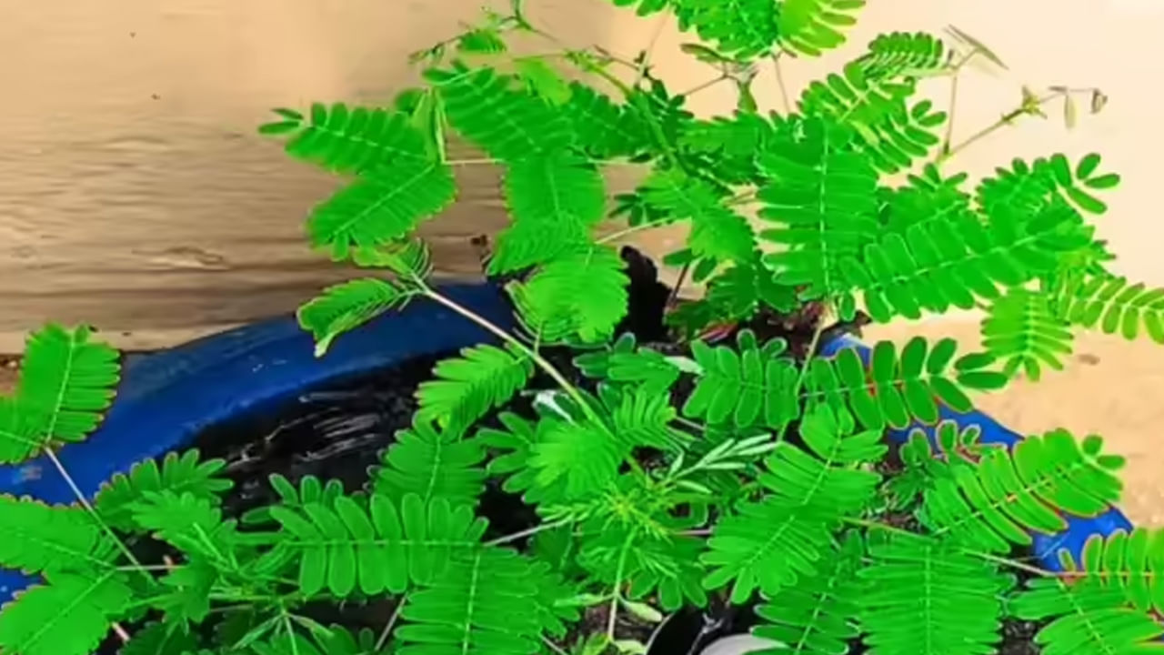 ఇంట్లో జమ్మి చెట్టు నాటడం వల్ల పరిసరాల నుంచి ప్రతికూల శక్తి తొలగిపోతుంది. ఇంట్లో కుటుంబ సభ్యుల మధ్య సానుకూలత నెలకొంటుంది. శని దోష ప్రభావం నుంచి  క్రమంగా ఉపశమనం లభిస్తుంది. శనిదేవుని ప్రత్యేక ఆశీర్వాదాలు కుటుంబ సభ్యులపై ఉంటాయని నమ్ముతారు. ఈ మొక్క దురదృష్టాన్ని దూరం చేసి శ్రేయస్సును తెస్తుంది. శనీదేవుని ఆశీర్వాదం కారణంగా ఇంట్లో జమ్మి చెట్టును నాటడం వల్ల ఇంట్లో సభ్యుల అదృష్టం మారుతుంది. సంపద పెరుగుతుంది.