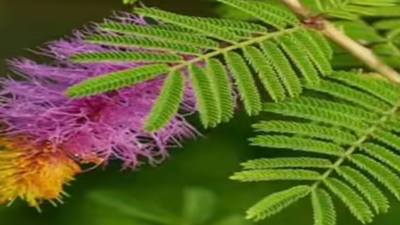 ఇంట్లో జమ్మి చెట్టును నాటడం, దానిని క్రమం తప్పకుండా పూజించడం చాలా ఫలవంతమైనదిగా పరిగణించబడుతుంది. శనివారం ఈ మొక్క దగ్గర దీపం వెలిగించి "ఓం శం శనైశ్చరాయ నమః" అనే మంత్రాన్ని 108 సార్లు జపించండి. అలా చేయడం వల్ల శనీశ్వరుడు సంతోషిస్తాడు. తన భక్తులకు ప్రత్యేక ఆశీర్వాదాలను ప్రసాదిస్తాడు.