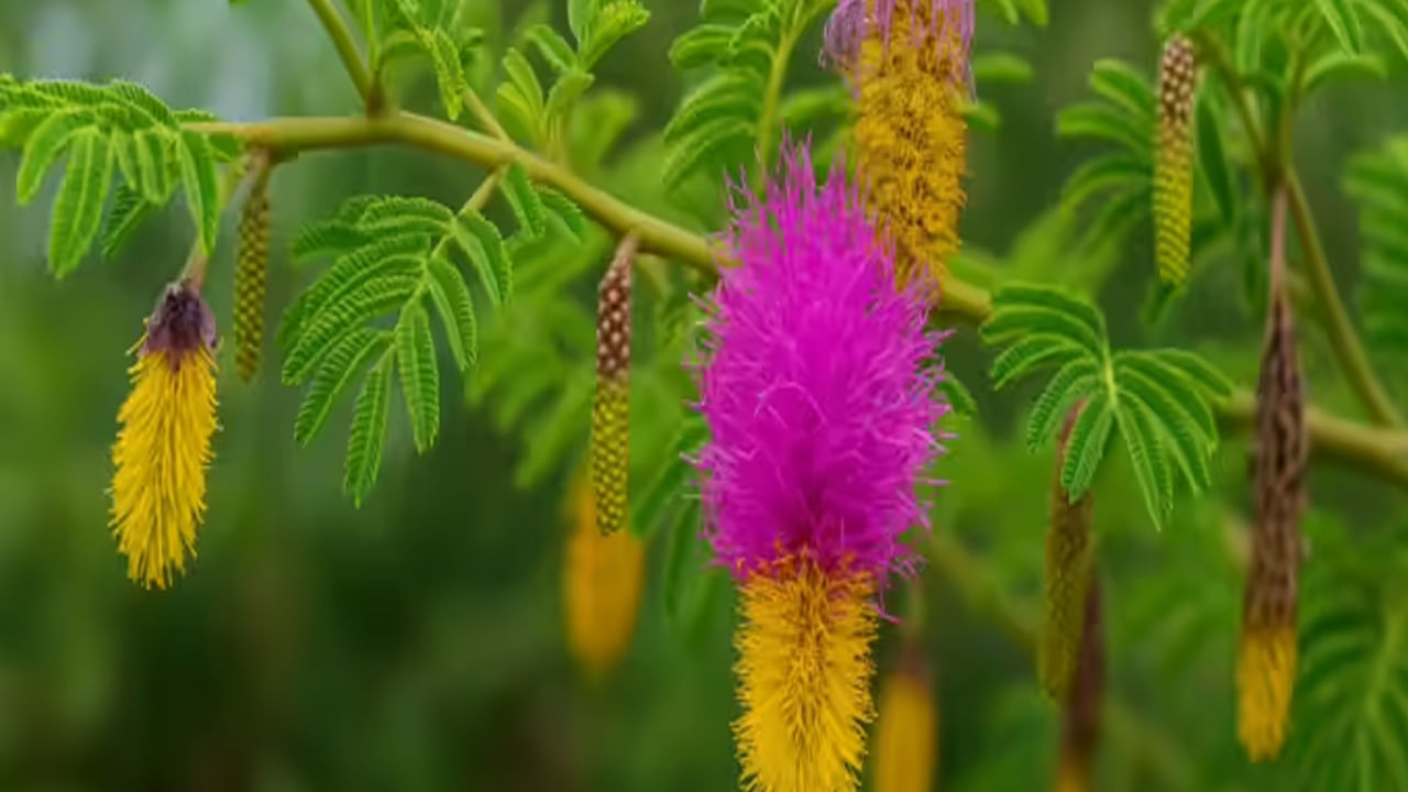 జమ్మి చెట్టును ఇంటి ప్రధాన ద్వారం సమీపంలో పెంచడం మంచిది. వాస్తు ప్రకారం ఈ మొక్కను సూర్యరశ్మి పొందే ప్రదేశంలో ఉంచాలి. ఇది మొక్క అంతటా పచ్చగా ఉండేలా చేస్తుంది. పూర్తిగా ఎండిపోయిన లేదా వాడిపోయిన పువ్వులు, ఆకులు ఉన్న జమ్మి చెట్టును ఇంట్లో ఎప్పుడూ ఉండకూడదు. ఈ రకమైన మొక్క ఇంట్లోకి ప్రతికూలతను తీసుకురాగలదని నమ్ముతారు.
