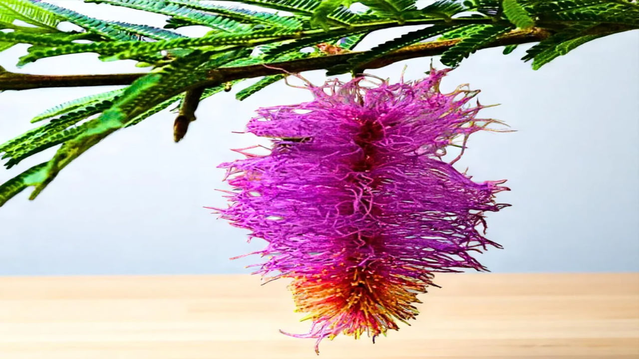 వాస్తు శాస్త్రం ప్రకారం ఇంట్లో జమ్మి చెట్టును పొరపాటున కూడా టాయిలెట్ లేదా బాత్రూమ్ సమీపంలో నాటవద్దు. ఇలా చేయడం వల్ల ఇంట్లో ప్రతికూలత వ్యాప్తి చెందుతుంది. అంతేకాదు వంటగది దగ్గర ఈ  చెట్టు పెంచడం నిషేధం. ఈ మొక్కను ఉంచే ప్రదేశం నీడగా లేదా చీకటిగా ఉండవద్దు. ఇలాంటి ప్రదేశాల్లో జమ్మి మొక్కను ఉంచడం అశుభంగా పరిగణించబడుతుంది.
