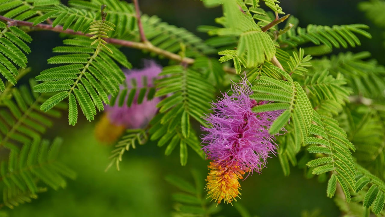 ఇంటి నుండి బయటకు వెళ్ళేటప్పుడు శమీ: శమీ చెట్టును ఇంటికి కుడి వైపున నాటాలి. శమీ చెట్టును పూజించడం వల్ల ఇంట్లో శని ప్రభావం తగ్గుతుంది. మీ పనిలో అడ్డంకులు తొలగిపోతాయి. ఇది గణేశుడికి ఇష్టమైన చెట్టుగా పరిగణించబడుతుంది.