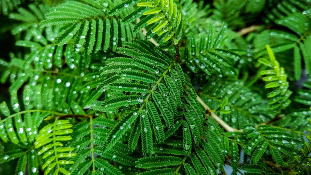 వాస్తు శాస్త్రం ప్రకారం ఇంట్లో జమ్మి చెట్టును సరైన దిశలో నాటడం చాలా ముఖ్యం. జమ్మి చెట్టును ఎల్లప్పుడూ ఈశాన్య దిశలో నాటాలి. ఇది ఉత్తమమైనది. లేదా ఈ మొక్కను ఇంటికి ఉత్తర దిశలో కూడా ఉంచవచ్చు. ఇది అనవసరమైన ఖర్చుల నుంచి ఉపశమనం ఇస్తుంది. ఆర్థిక ఇబ్బందులను తగ్గిస్తుంది. జమ్మి చెట్టును సరైన దిశలో నాటడం వల్ల ఇంటికి శ్రేయస్సు వస్తుందని, పేదరికం తొలగుతుందని నమ్మకం. 
