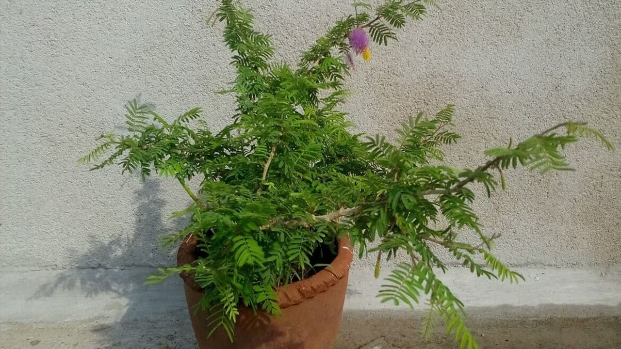 ఇంట్లో జమ్మి చెట్టును నాటడం.. దానిని సంరక్షించడం వల్ల కుటుంబ సభ్యులందరికీ సానుకూలత వస్తుందని నమ్ముతారు. కనుక వాస్తు శాస్త్రం ప్రకారం శనివారం ఈ  మొక్కని నాటడానికి ఉత్తమ రోజుగా పరిగణించబడుతుంది. ఎందుకంటే జమ్మి చెట్టు శనిదేవుడితో ముడిపడి ఉంది. అందువల్ల శనివారం దీనిని నాటడం వల్ల చాలా శుభ ఫలితాలు వస్తాయి. అంతేకాదు శని జయంతి, దసరా నవరాత్రులలో జమ్మి  చెట్టును నాటవచ్చు. ఇలా చేయడం వల్ల ఇంటిలోని ప్రతికూల శక్తి తొలగిపోయి.. సానుకూల శక్తి వస్తుందని నమ్మకం. 
 