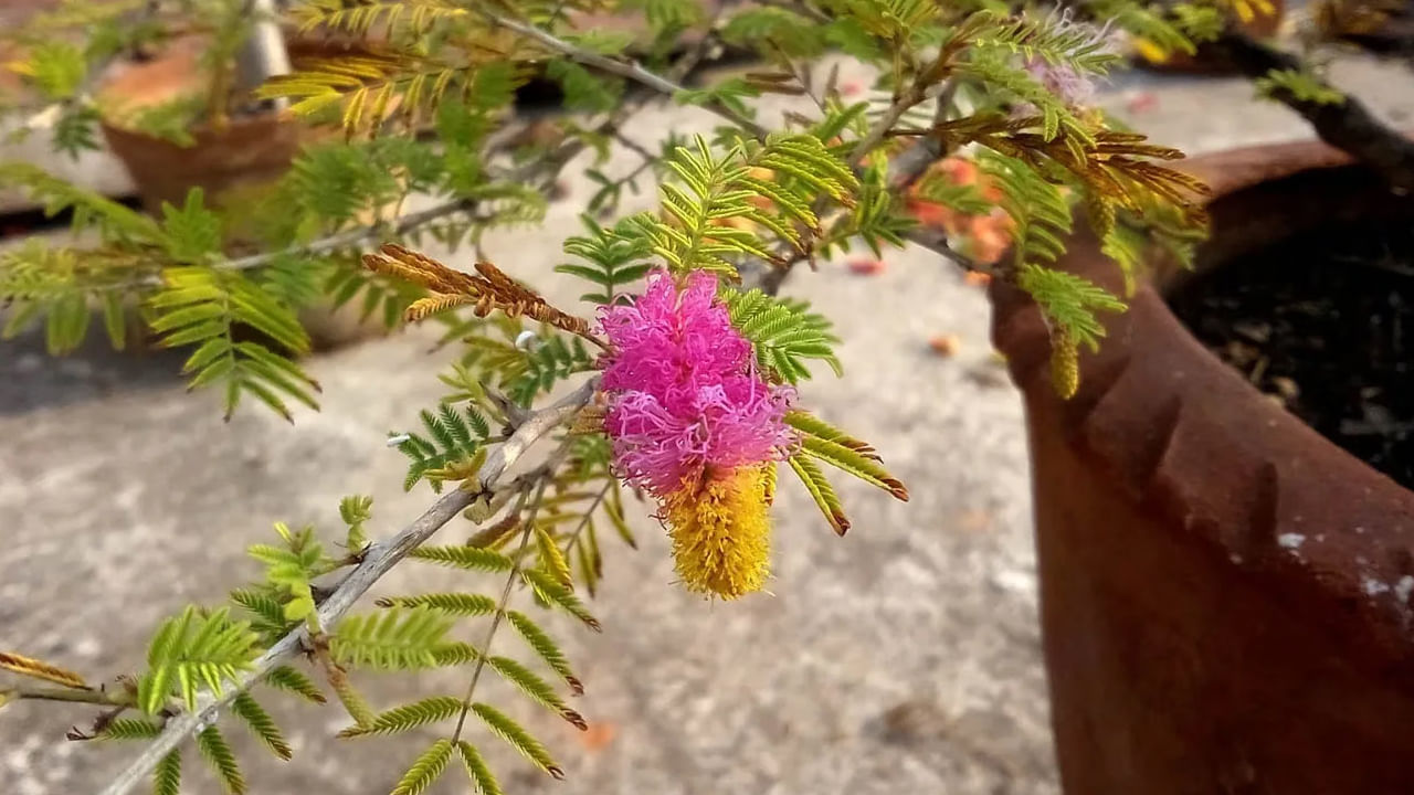 హిందూ మతంలో జమ్మి మొక్క చాలా పవిత్రమైనదిగా పరిగణించబడుతుంది. ఈ మొక్క శని గ్రహం ప్రతికూల ప్రభావాలను తగ్గించడంలో సహాయపడుతుందని నమ్ముతారు. అందువల్ల చాలా మంది తమ ఇళ్లలో జమ్మి మొక్కను పెంచుకుంటారు. ఈ మొక్క శని దేవుడికి చాలా ప్రియమైనదిగా భావిస్తారు. ఇంట్లో ఉంచుకోవడం, క్రమం తప్పకుండా పూజించడం వల్ల చాలా శుభ ఫలితాలు వస్తాయి. శని దేవుడి ఆశీర్వాదాలు కూడా లభిస్తాయి. అయితే ఈ మొక్కని ఇంట్లో పెంచుకోవాలంటే కొన్ని వాస్తు నియమాలున్నాయి. 