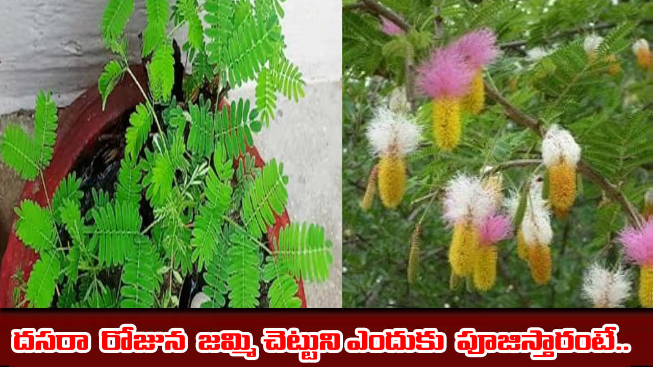 దసరా రోజున జమ్మి చెట్టుని పూజిస్తే విధి మారుతుందనే నమ్మకం.. ఎందుకంటే ...