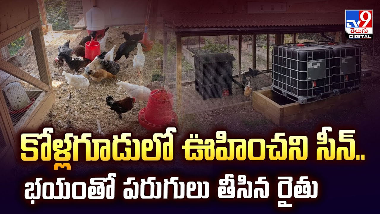 కోళ్లగూడులో ఊహించని సీన్.. భయంతో పరుగులు తీసిన రైతు వీడియో కోళ్లగూడులో ఊహించని సీన్.. భయంతో పరుగులు తీసిన రైతు వీడియో