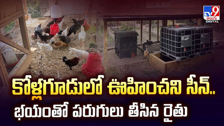 కోళ్లగూడులో ఊహించని సీన్.. భయంతో పరుగులు తీసిన రైతు వీడియో కోళ్లగూడులో ఊహించని సీన్.. భయంతో పరుగులు తీసిన రైతు వీడియో