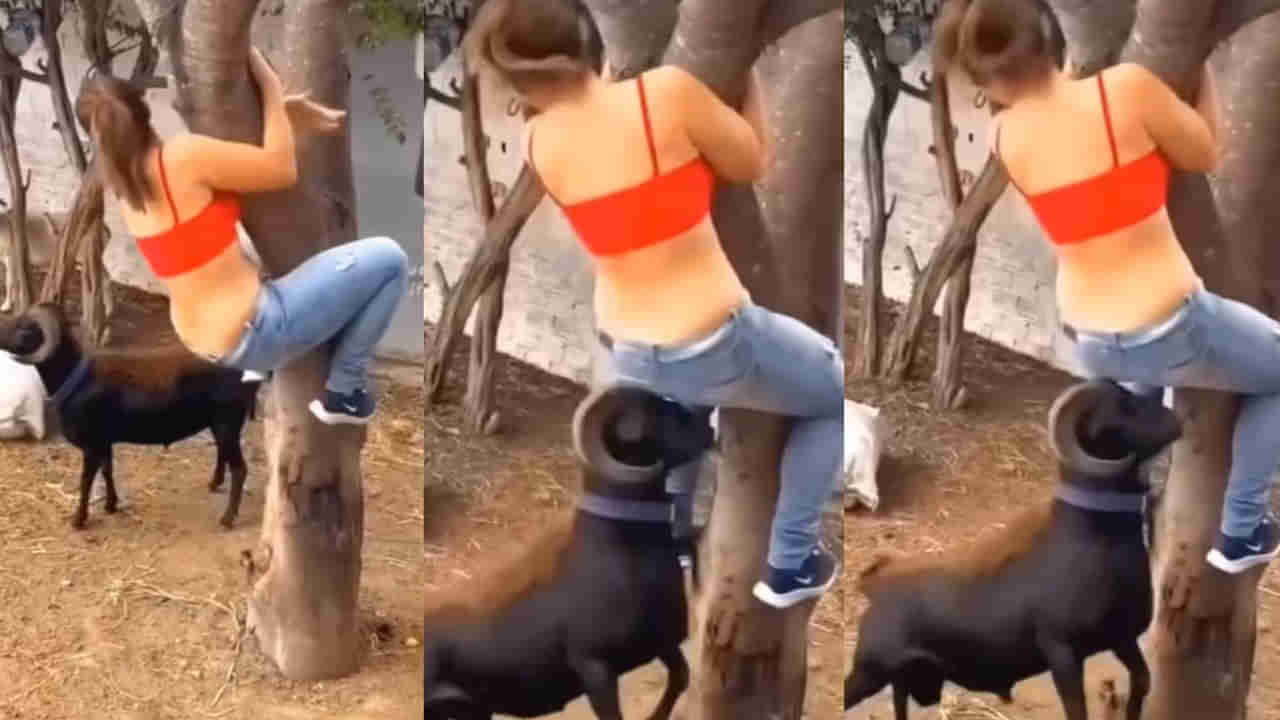 Video Viral: పగబట్టిన పొట్టెలు అక్కకు చుక్కలు చూపించింది..! కొమ్ములతో కుమ్మేస్తూ..