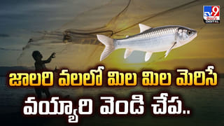 పులసలు దొరికాయోచ్‌.. పండగ చేసుకున్న పులస ప్రియులు