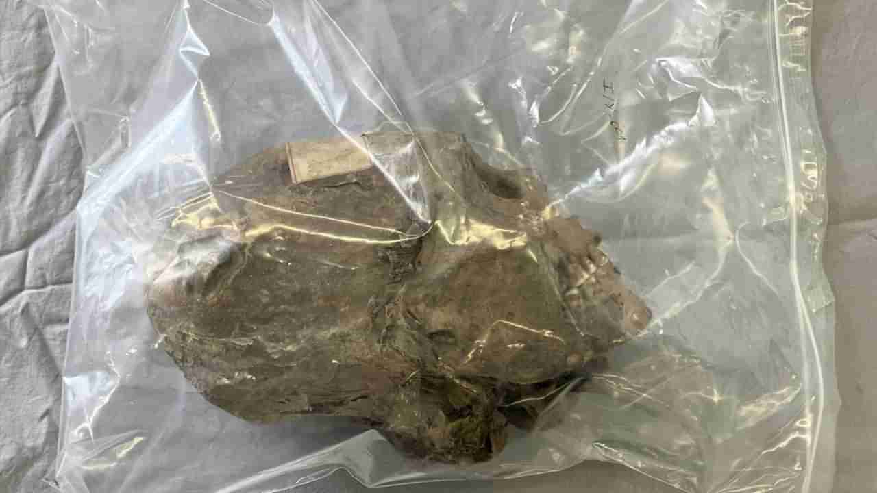 Viral: పురావస్తు తవ్వకాల్లో కనిపించిన 350 ఏళ్ల నాటి పుర్రె.. ఏంటా అని పరిశీలించగా