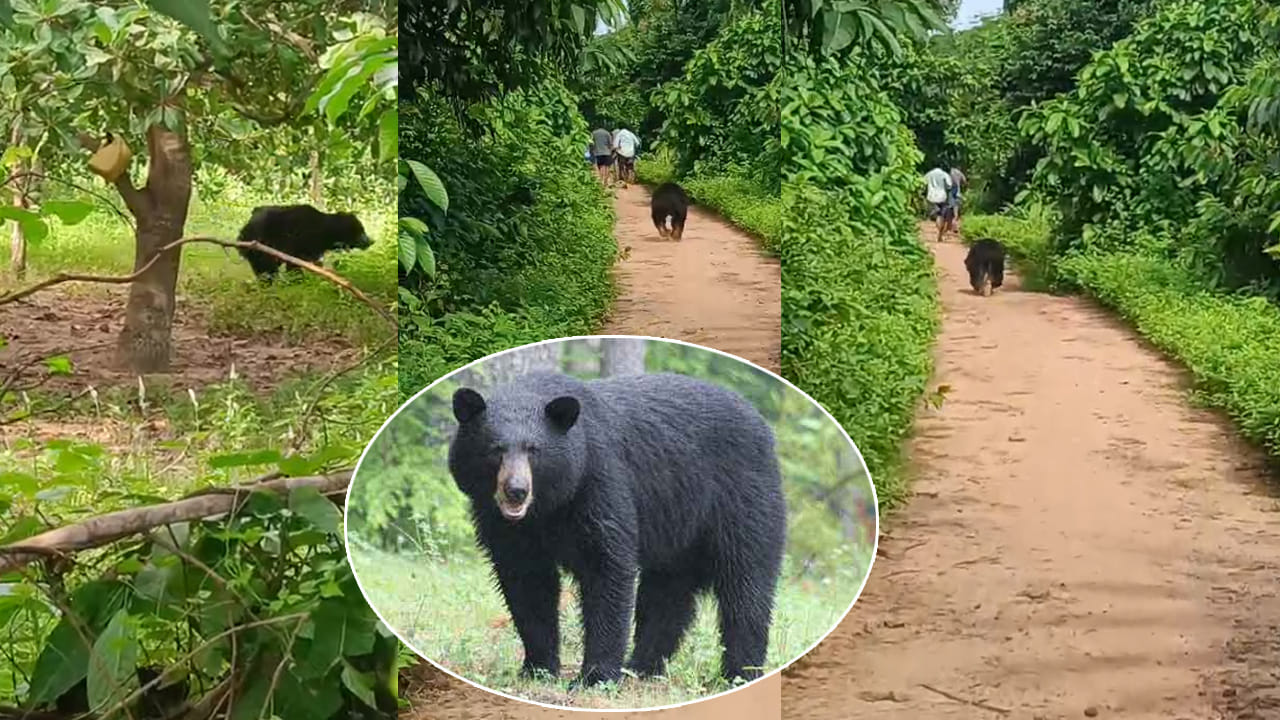 Watch Video: భయం.. భయం.. జనం వెంట పడి దాడి చేసిన ఎలుగుబంటి.. చివరకు..