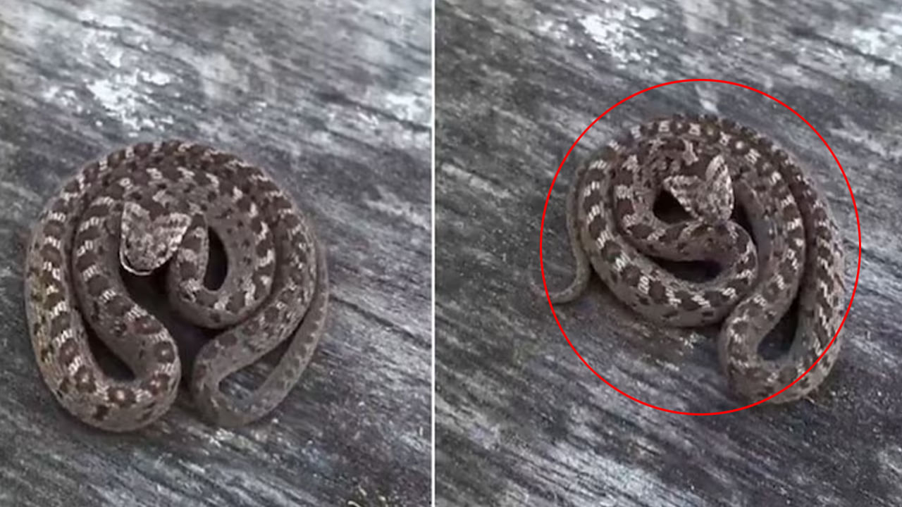 Snake Video: ఇదేం పామురా సామి.. భూచక్రం మాదిరి గింగిరాలు తిరుగుతుంది…?