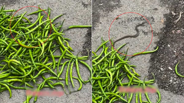 Viral Video: ఓసి నీ ఎంకమ్మ.. మంట కదే.. వాటిలో ఎందుకు దూరావ్ మరి..