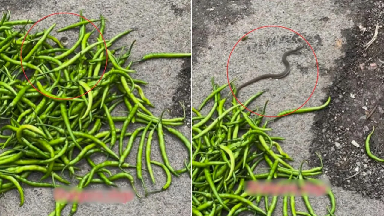 Viral Video: ఓసి నీ ఎంకమ్మ.. మంట కదే.. వాటిలో ఎందుకు దూరావ్ మరి..