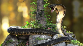 నాగసర్పదోషంతో బాధపడుతున్నారా..తప్పక వెళ్లాల్సిన గుడి ఇదే!