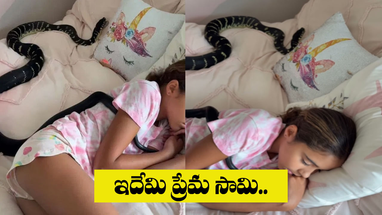 Viral Video: కూతురి మంచం మీద నల్ల తాచు బుసలు.. వీడియో తీస్తున్న తల్లిదండ్రులు