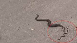 ఏంది ఎద్దు బ్రో..! రోడ్ల మీద మీ కొట్లాట.. పాపం ఆటోఅన్న ఆగమైపోయిండు