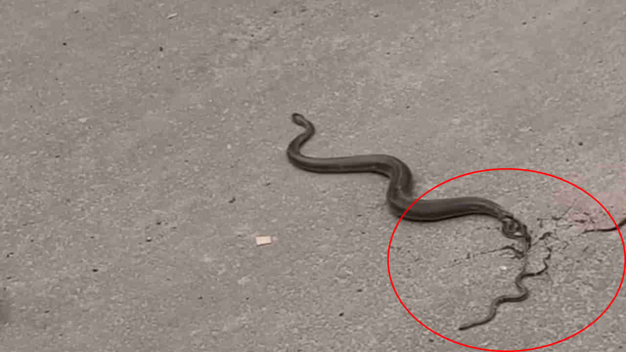 Snake: ఓరి దేవుడా.. నడిరోడ్డుపై పిల్లలకు జన్మనిచ్చిన పాము.. వీడియో వైరల్
